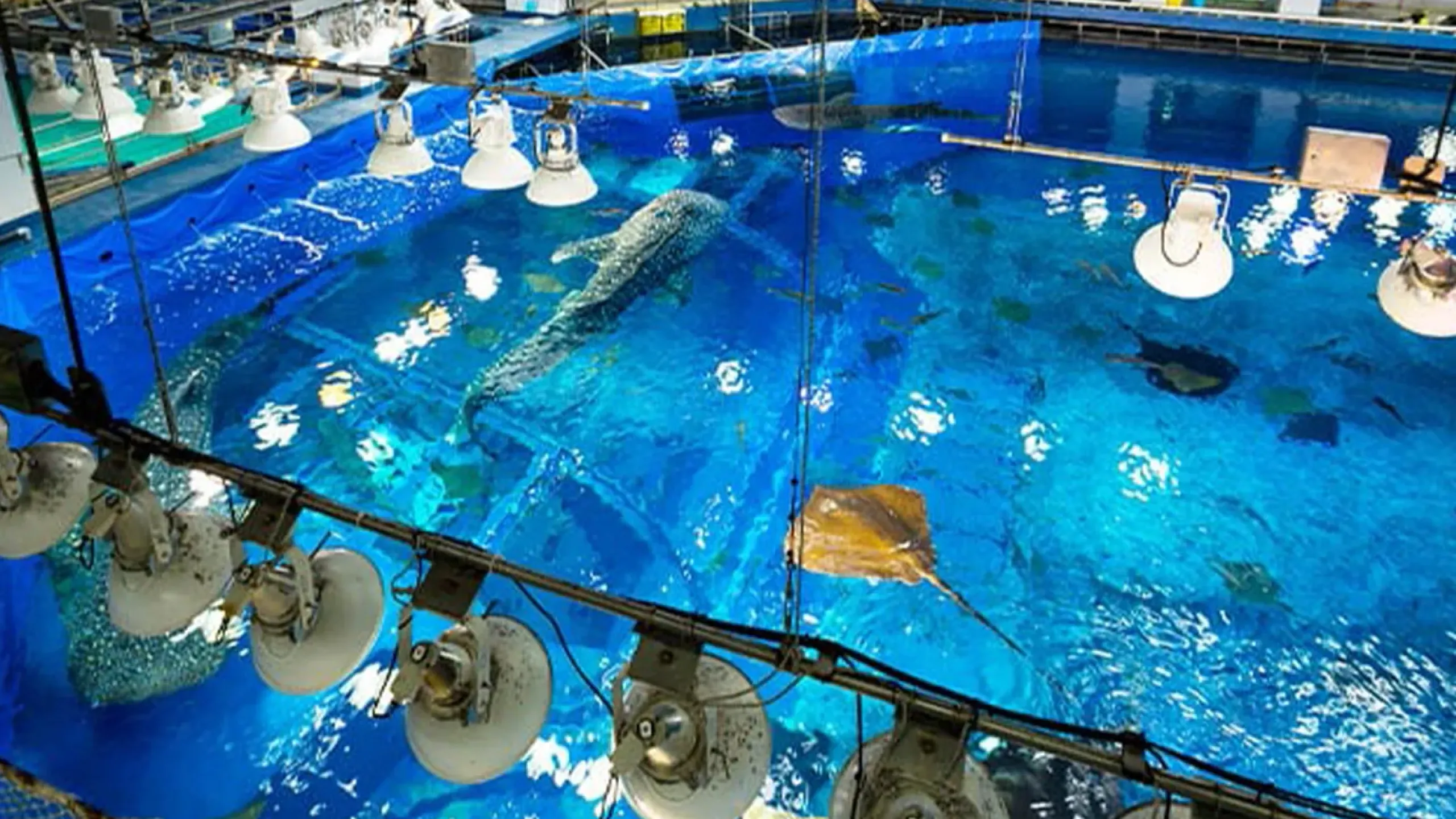 igel umzüge umzug  Aquarium Umzug berlin